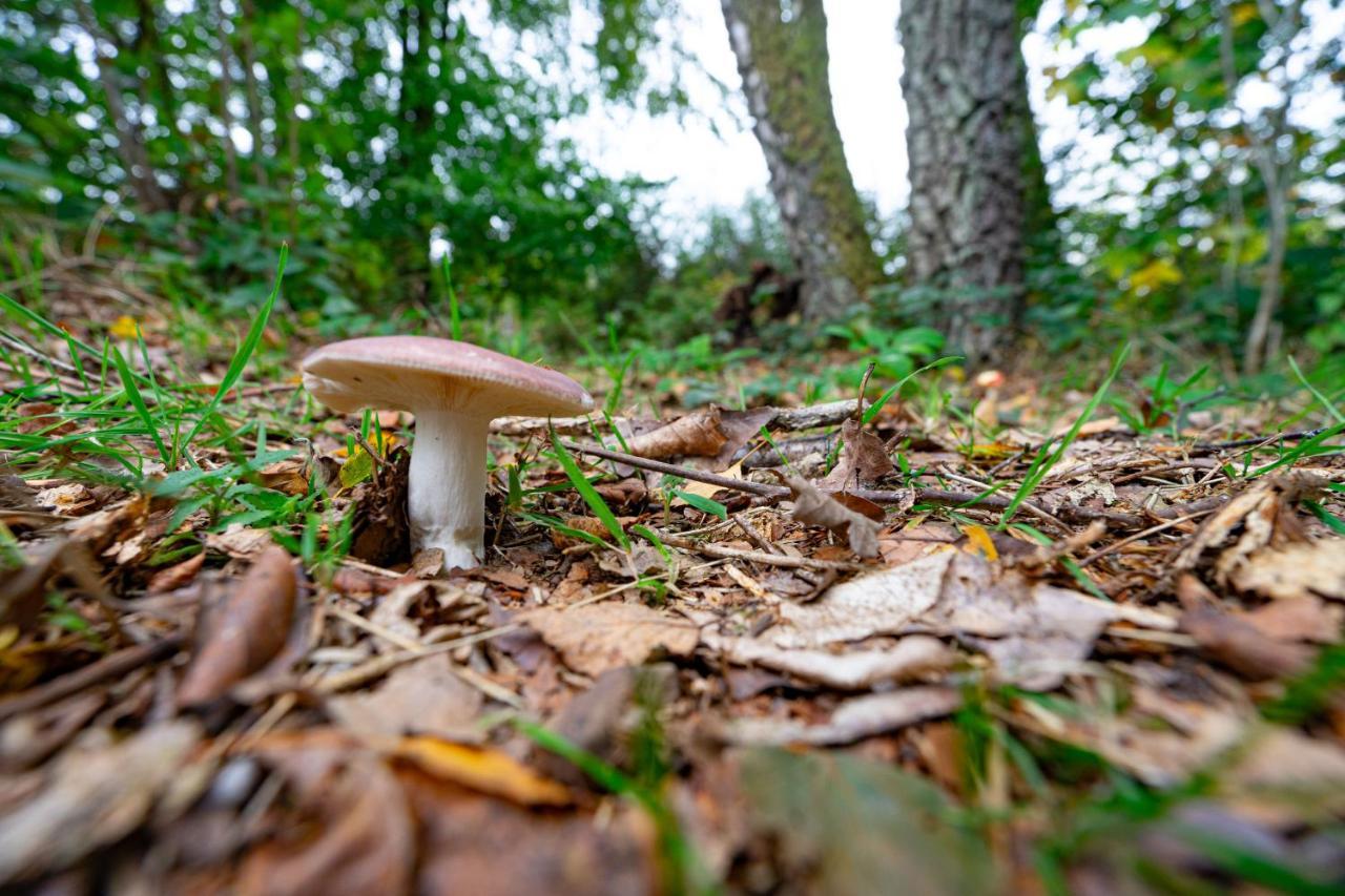 Au Ptit Bois Charmant La-Roche-en-Ardenne Dış mekan fotoğraf